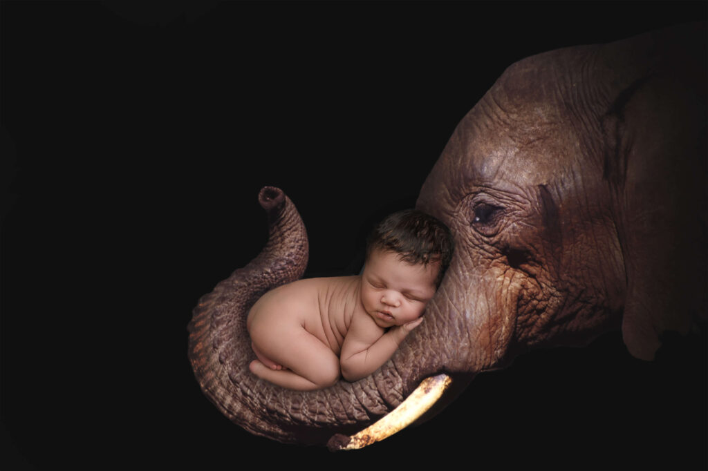 baby boy laying on an elephant, digital composite